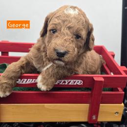 George - Red  male Goldendoodle puppy in Neillsville, Wisconsin from Granton Creek