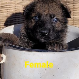 German Shepherd Puppies from Argohof Shepherds