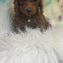 Black Collar Boy (Negro) - Red  male Poodle puppy in Anaheim, California from SoCal Toy Poodles