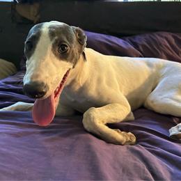 Lyra - White and blue female Greyhound puppy in Florida from Running to Stand Still (RTSS)