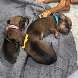 Dachshund Puppies from Lolley Dachshunds