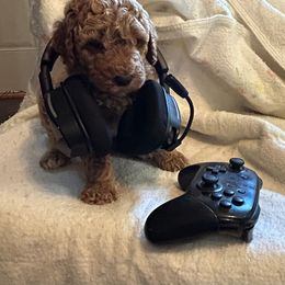 Poodle Puppies from Lisa Riley