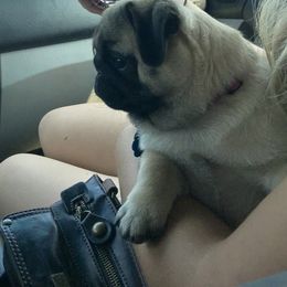 Pug Puppies from Hopestars Pugs
