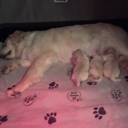 Golden Retriever Puppies from Broomfield Golden's