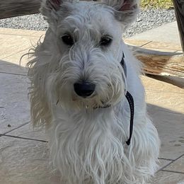 Scottish Terriers from Lake Cumberland Scottie’s