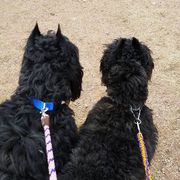 Bouvier des Flandres and Japanese Chins from Cobeauche Bouviers