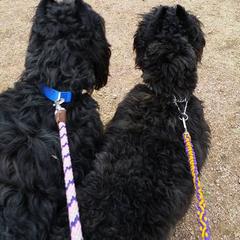Bouvier des Flandres and Japanese Chins from Cobeauche Bouviers