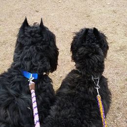 Bouvier des Flandres and Japanese Chins from Cobeauche Bouviers