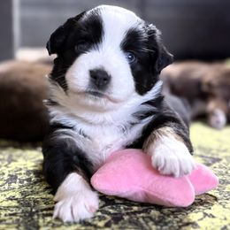 Meet Poppy - Black tri female Miniature American Shepherd puppy in Stockton, Missouri from Kizmit Farmz