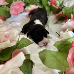 Great Dane Puppies from Kaitlin Cunningham