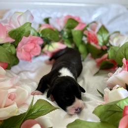 Great Dane Puppies from Kaitlin Cunningham