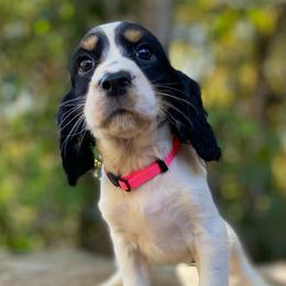 Ruby - Black white and tan female English Springer Spaniel puppy in Crawford, Tennessee from Lilly Lane Spaniels