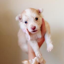 Senna - Lavender female Pomsky puppy in Cleveland, Ohio from Lake Point Pomskies