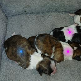 Shih Tzu Puppies from 2 Sons & 4 Paws Puppies