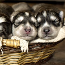Siberian Husky Puppies from Fly Siberian