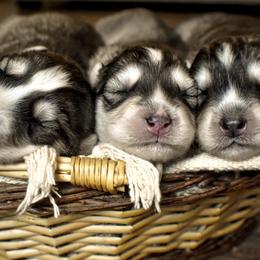 Siberian Husky Puppies from Fly Siberian