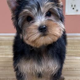 Sassy - Black and tan female Yorkshire Terrier puppy in Mattawa, Washington from All Star Yorkies