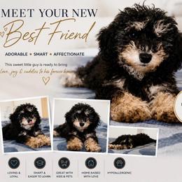 Prince Precious - Phantom male Poodle puppy in Chattanooga, Tennessee from Joy-Fur Puppies