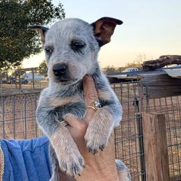 Boy 2 - Blue mottled male Australian Cattle Dog puppy in Choctaw, Oklahoma from Karen Elliott