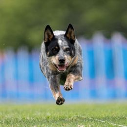 Lacy - Australian Cattle Dog
