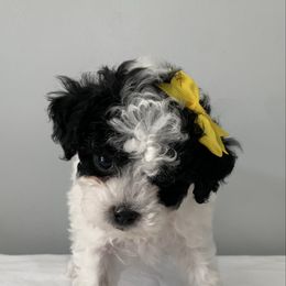 Brynlee - Black and white female Cavapoo puppy in Sandy, Utah from Hudson Foxx Puppies