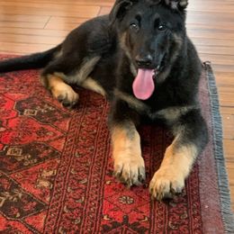 German Shepherd Puppies from Kaleef German Shepherds