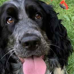 English Springer Spaniels and Springerdoodles from Springerdoodles In MI