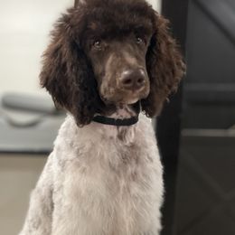 Coco - Poodle