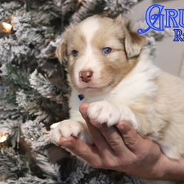 Grumpy - Red merle male Australian Shepherd puppy in Keytesville, Missouri from Dogwood Lane Canine