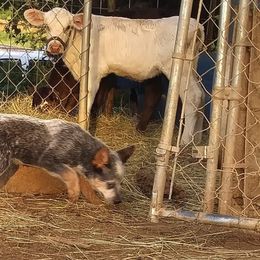 Australian Cattle Dog and Labrador Retriever Puppies from Trinity C Australian Cattle Dogs and Silver Labradors