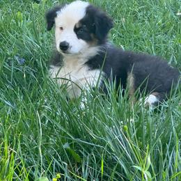 Whinnie - Black tri-color female Australian Shepherd puppy in Lynnville, Indiana from Moonlightaussies