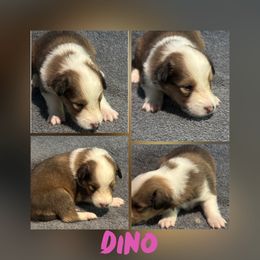Dino - Sable and white male Shetland Sheepdog puppy in Pensacola, Florida from Nancy Barger's Siberian Huskies