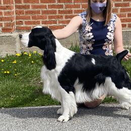 English Springer Spaniel All Grown Up from RuffHouser English Springer Spaniels