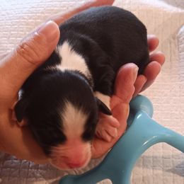 Sirius - Black tri male Miniature American Shepherd puppy in Ruffin, North Carolina from Valkyrie Adventures