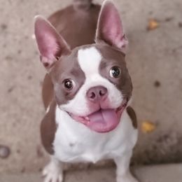 Boston Terriers from Duff's Boston Terriers