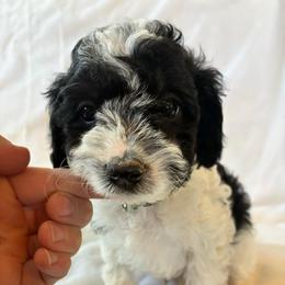Bashful - Black and white male Cockapoo puppy in Adrian, Oregon from ApplebyFarm