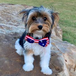 Boen - Black tan and white male Biewer Terrier puppy in Little Elm, Texas from Lilly's Biewer Terriers