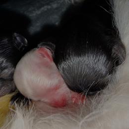 Maltipoo puppies from Chez Lexi Kennels