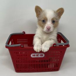 Vela (bluie merle) - Blue merle and white female American Corgi puppy in Waco, Texas from The Comma Corgis