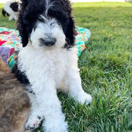 Sheepadoodle Puppies from Pretty Perfect Pups