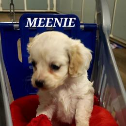 Meenie - White female Cavapoo puppy in Wentworth, Missouri from Newton County Cavaliers & Cavapoos LLC