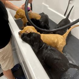 Labrador Retriever Puppies from Bluegrass Labradors