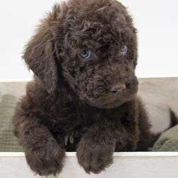Donner - Green Collar - Chocolate male Labradoodle puppy in Lehi, Utah from Our Little Farm Life Doodles