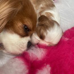 Cavalier King Charles Spaniel and Lowchen Puppies from Uptown Cavaliers
