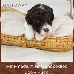 Galloway - Parti male Goldendoodle puppy in New Harmony, Indiana from Cottonwood Farms