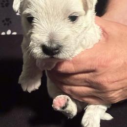 Anna - White female West Highland White Terrier puppy in Metairie, Louisiana from HB Westies