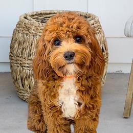 Brookie - Cavapoo