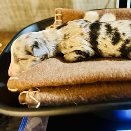 Ranger - Blue merle male Miniature Australian Shepherd puppy in Wauchula, Florida from Sun & Moon Aussies