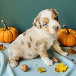 Mistletoe - Red merle female Miniature Australian Shepherd puppy in Mountainburg, Arkansas from Stonehill Aussies