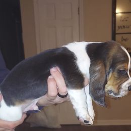 Basset Hound All Grown Up from Bodenhamer Hounds